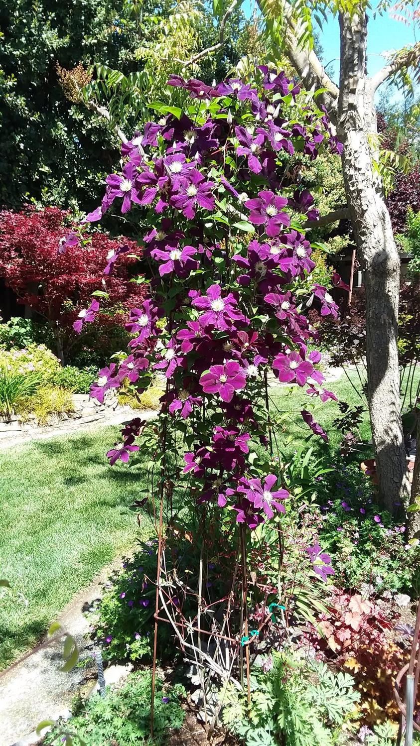 3725 Everglade Ave, Clovis, CA 93619